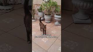 #yourcat #pets #adote #cat#animal #animalspecies #viralvideo#gatos #gatofofo#reflexao #motivacional