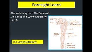 The skeletal system The Bones of the Limbs The Lower Extremity Part 6| largest bone of leg#skeletal