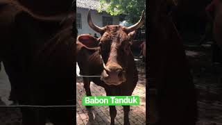 Babon Tanduk #sapi #trending #sapisuper #shorts #babonsuper #pemburusapiimpian