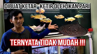 Kesalahan Fatal Saya !!! Keep ikan Pari Untuk Pertama kalinya .Tidak Siap Cometank ikan Predator !