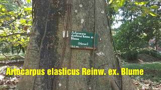 Artocarpus elasticus Reinw.  ex. Blume