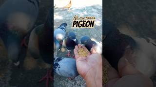 All my racer Pigeons 🏁  #pigeon