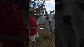 Happiest cow in the world