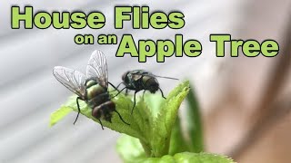 House Flies on Apple Tree Sapling