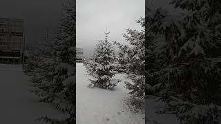 Заснеженные ёлки в городе Snow-covered trees in the city shorts