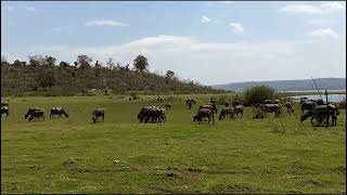 झटका मशीन Fence Energizer. जंगली जानवर एवं आवारा मवेशियों से छुटकारा