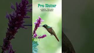 Pro Natur Kolibri #vogel #vogelgezwitscher