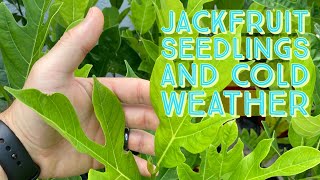 Jackfruit trees cold damage in Florida. February 2022