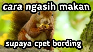 TUPAI |||| cara ngasih makan