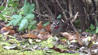 Rubinnäktergal / Siberian Rubythroat