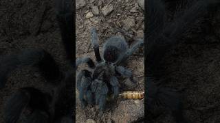 Never break the chain 🕷️🕸️ #Tarantula #Spider #takedown #Grammostolapulchra #Brazilianblack