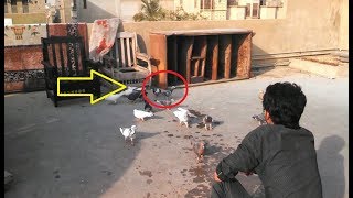 Pigeon trap || babra kabootar pakra hath sey.