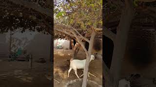 Desi Village Environment | JB Malik Vlogs #shorts #viral