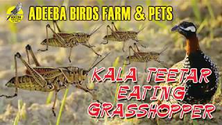 Adeeba birds farm & pets