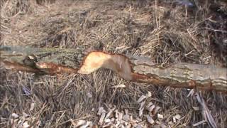 BEVER-SPOREN BIJ DE MOERDIJKBRUGEN