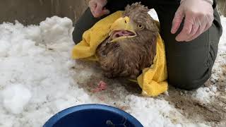 Treatment, rehabilitation and release of an injured White-tailed eagle