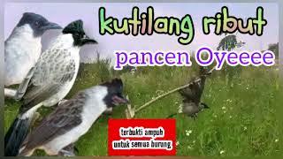 kutilang ribut, terbukti sangat ampuh untuk pikat semua burung #burung #sorotan