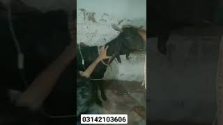 Goat I.v treatment Karachi