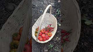 Harvest Tomato & Chili Panen Tomat Mawar dan Cabai Rawit