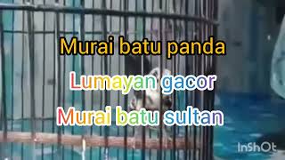 murai batu panda gacor//cocok buat koleksi di rumah#pemulakicaukicau