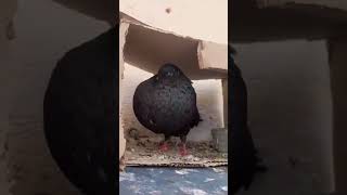 حمام النفاخ الإسباني buchon gaditan #حمام_الزاجل #حمام_النفاخ #pigeon #حمام_لاحم