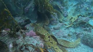 Anacapa Island