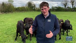 Feeding calves at grass