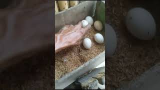 Panen Telur Ayam Kampung Pekanbaru #telurayam