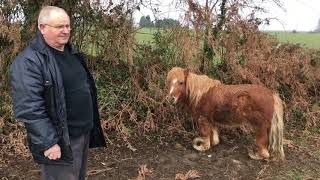 Poney Shetland maltraité