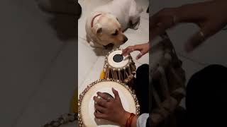 🎶 music lover hai ye to 😍 🧿 #tabla #shorts #buzothelabrador #labrador