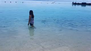 Baby Sharks at Ahnd Atoll (Ant Island) Pohnpei Federated States of Micronesia