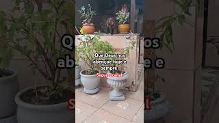 #gatos #shortsbrasil #shortsvideo #viralvideo #cat #naturelovers ,#love #deus #feedshorts #reflexao