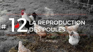 LA REPRODUCTION DES POULES │LFDT #12