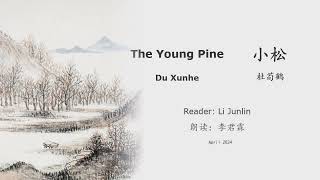 真人 童声朗读 汉英双语 小松   杜荀鹤 The Young Pine