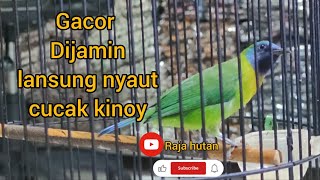 masteran GACOR burung cucak kinoy #burungkinoygacor #masteranburungkinoy #masteranterapiburungkinoy