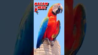 Macaw Parrot 🦜| Nest Of Parrot | Parrotvoice | #shorts #parrotvideo