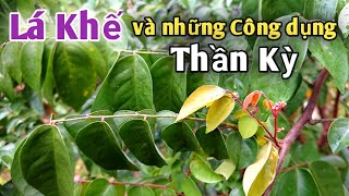 Lá Khế và những công dụng Thần Kỳ | 3 bài thuốc trị Mề đay mẩn ngứa Rất hay | PHAN HẢI Vlog