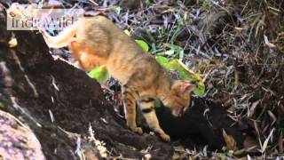 Wild India: Jungle Cat