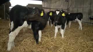 GAIN  Ruminant Feeds - The GAIN Heifer Rearing Programme - Phase 3 of 5 - Manage Calf From Birth To