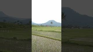 Panorama Hamparan Sawah Dikelilingi Gunung Menjulang Garut Utara