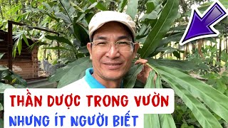 Thần Dược trong Vườn mà ít Người biết. PHAN HẢI Vlog