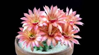 Cactus blooming. Цветение кактусов.