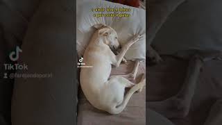 O amor de um cão. #cachorros #petlover #petlovers #cães #maedecachorro #maedepet