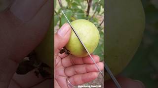 fruit harvesting 🍎🍑🍓🍐  #rural #organic #fruitharvest #fruitcutting @gardening_lover7469