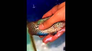 CATCHING FLOWERHORN#shorts #flowerhorn #feeding