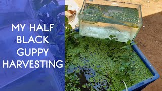 My half black guppy harvesting | guppy fish