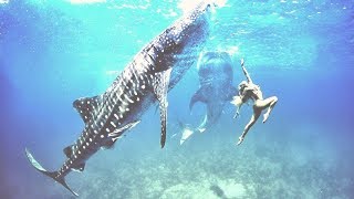 360° Underwater National Beautiful Creatures 2017