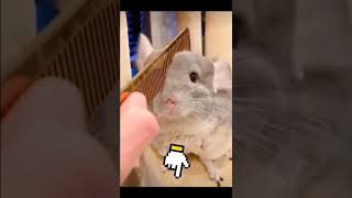 cute 🥰 chinchilla