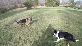 Dogs Think Dirtbike is Leader Of The Pack