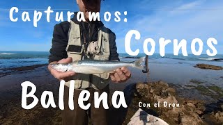 BELLEZAS DE NECOCHEA SUR CAPTURANDO CORNOS Y BALLENAS EN IMÁGENES AÉREAS